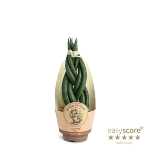 SANSEVIERIA CYLINDRICA