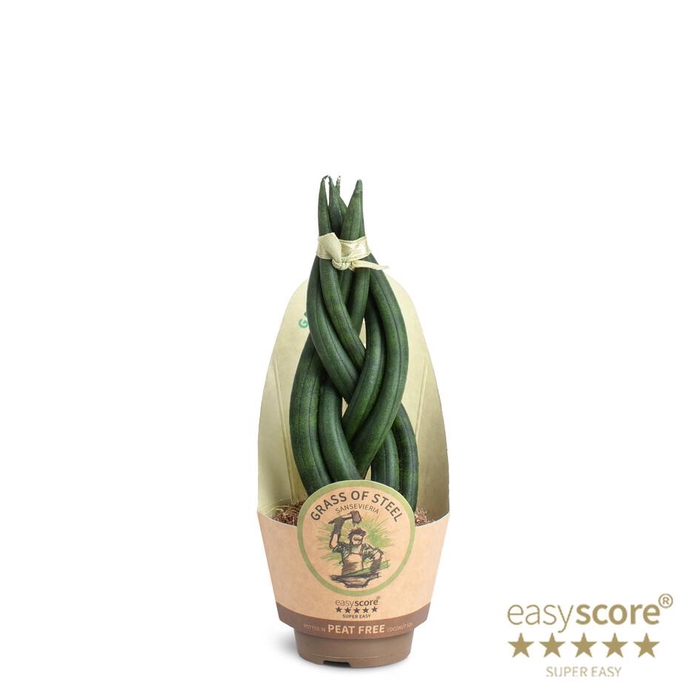 <h4>SANSEVIERIA CYLINDRICA</h4>