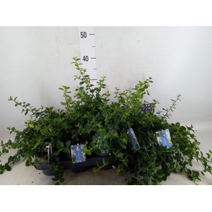 Ceanothus thyrsiflorus var. repens