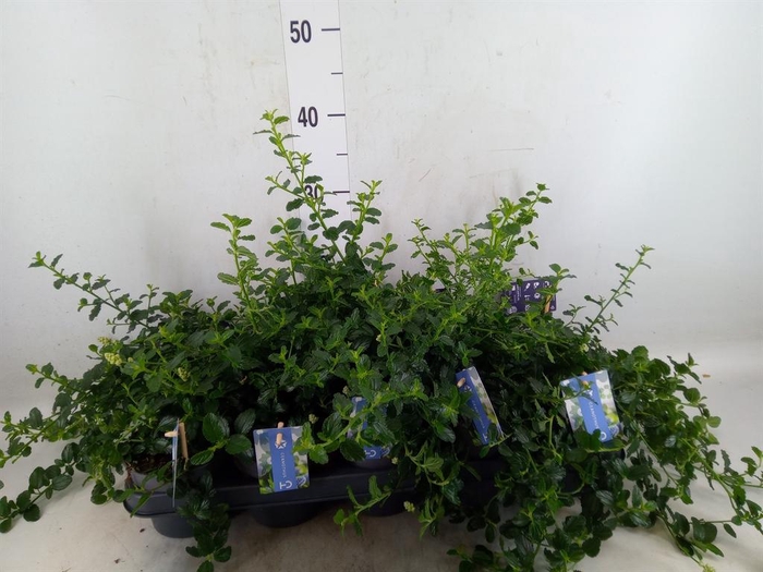 <h4>Ceanothus thyrsiflorus var. repens</h4>