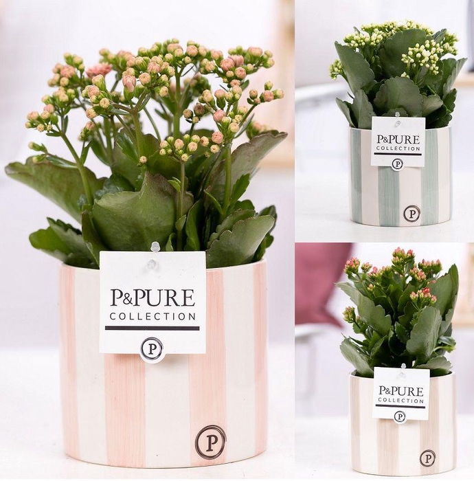 <h4>Kalanchoe mix in P&PURE Eline ceramics ass.3</h4>