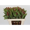 Protea Robijn