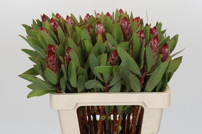 Protea Robijn