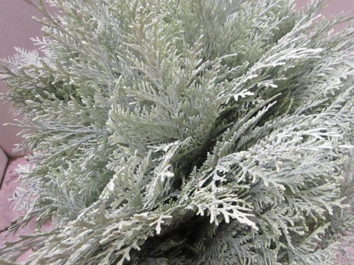 <h4>Conifeer Licht Groen</h4>