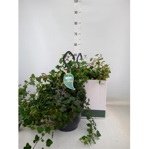 Hedera helix 'Wonder'