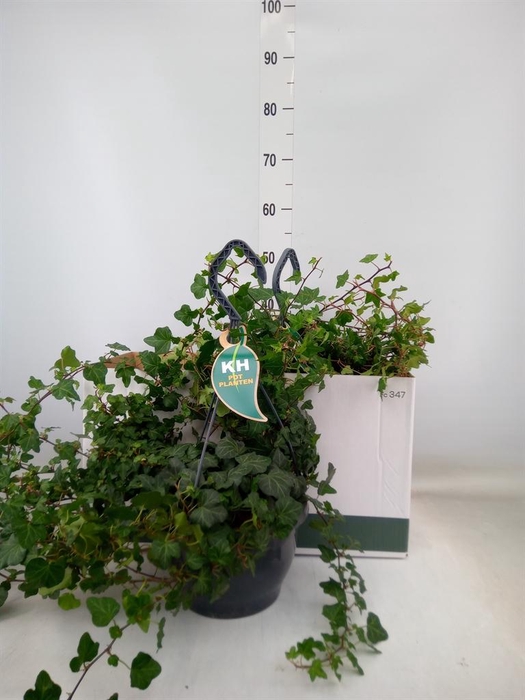 <h4>Hedera helix 'Wonder'</h4>