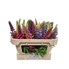Lupinus