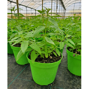 Bio tuinplanten Citroenverbena