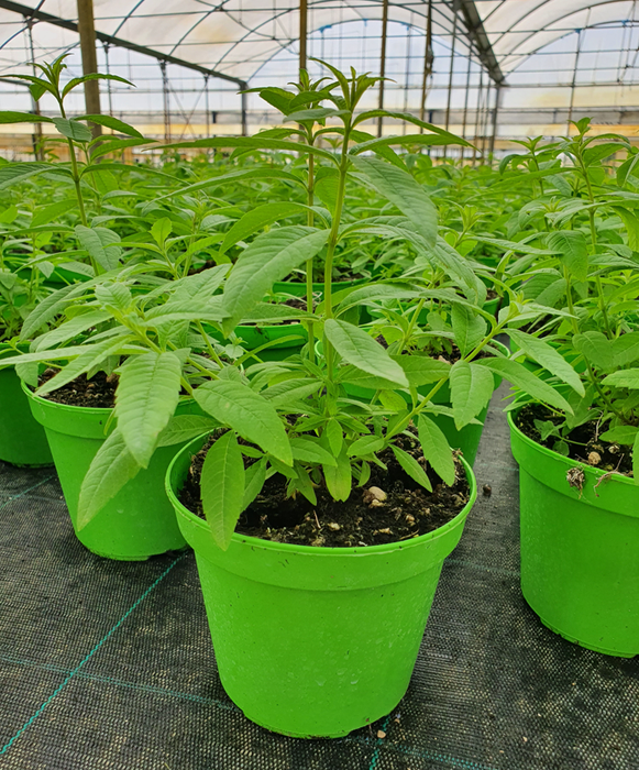 <h4>Bio tuinplanten Citroenverbena</h4>