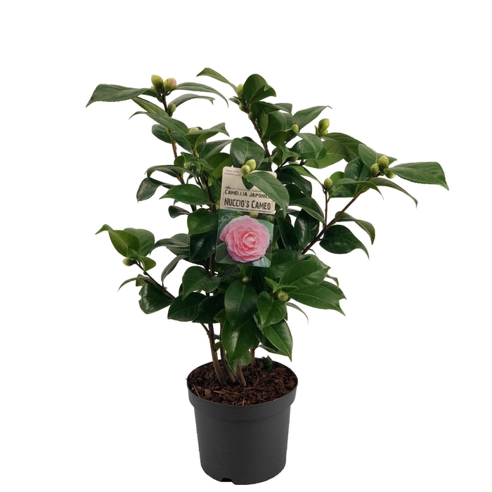 Camellia Japonica Nuccio's Cameo (roze) 15+ knop