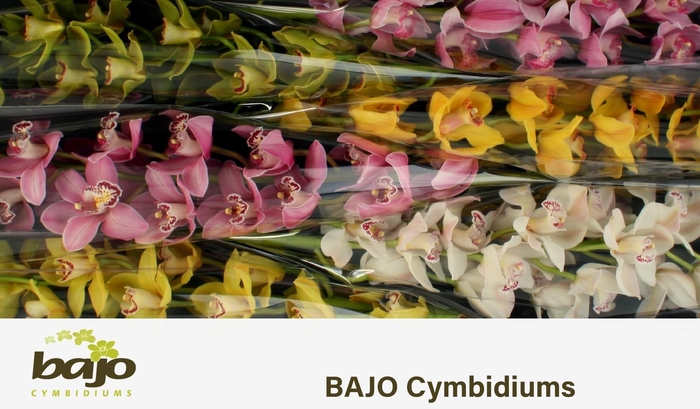 <h4>CYMB T GEM</h4>