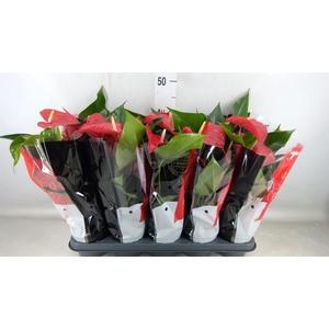 Anthurium andr. 'Querida'