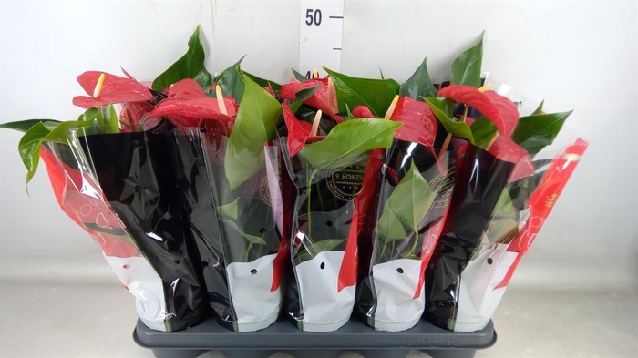<h4>Anthurium andr. 'Querida'</h4>