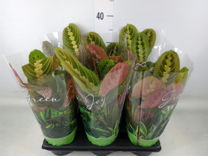 <h4>Maranta leuc. 'Fascinator'</h4>