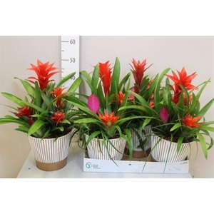ARR BROMELIA