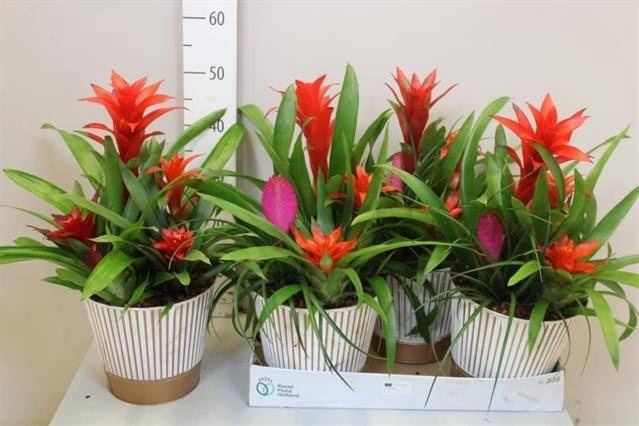 <h4>ARR BROMELIA</h4>