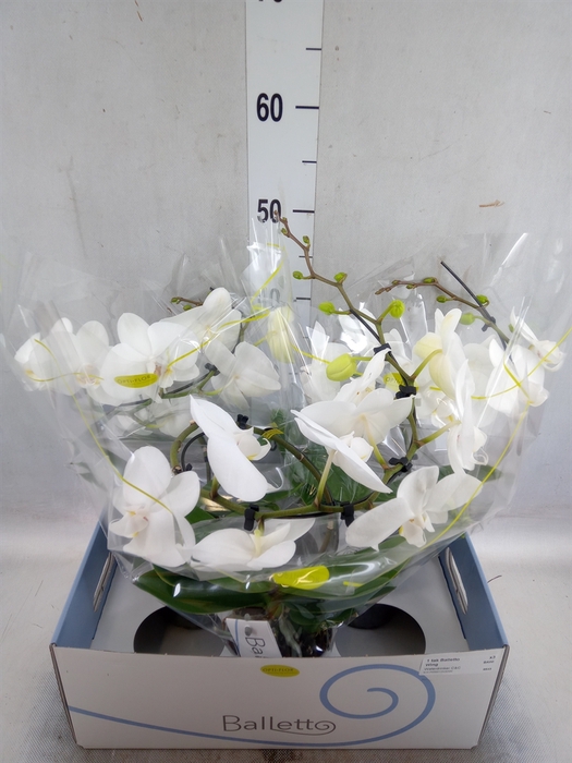 <h4>Phalaenopsis   ...white</h4>