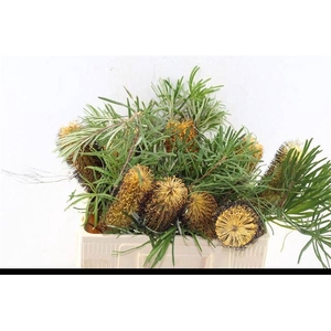 BANKSIA OV GROOTBL