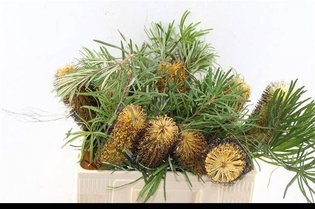 <h4>BANKSIA OV GROOTBL</h4>