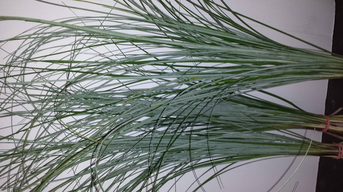 <h4>BEARGRASS AIR</h4>