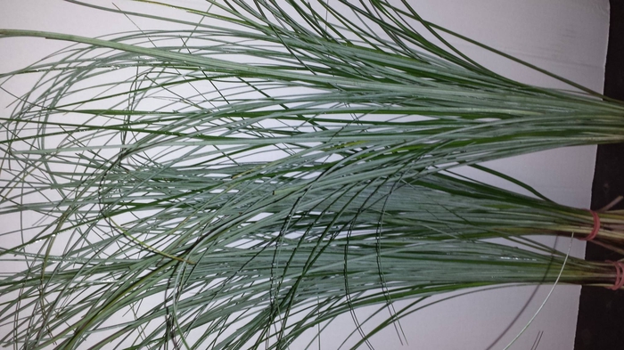 <h4>Beregras Bundled 8x5</h4>