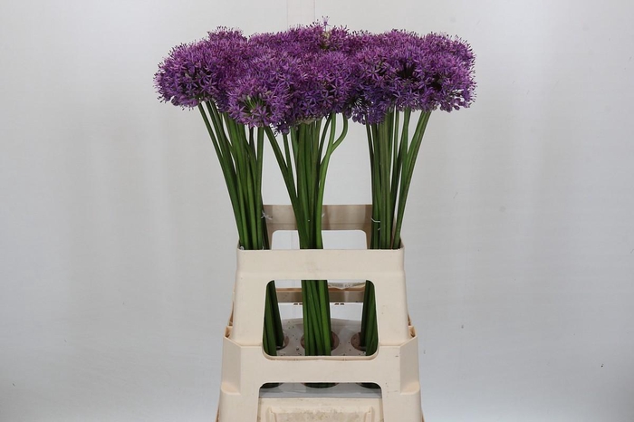 <h4>Allium Gladiator</h4>