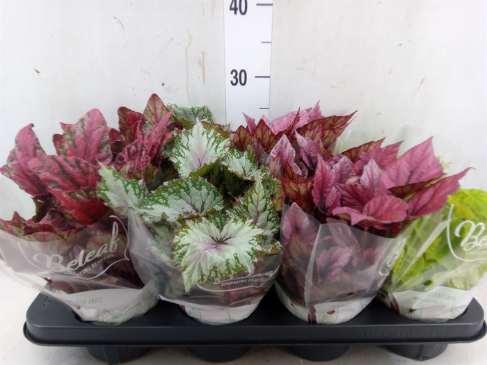 <h4>Begonia BD 'Beleaf'   ...mix</h4>