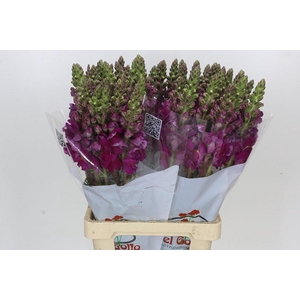 Antirrhinum Potomac Purple