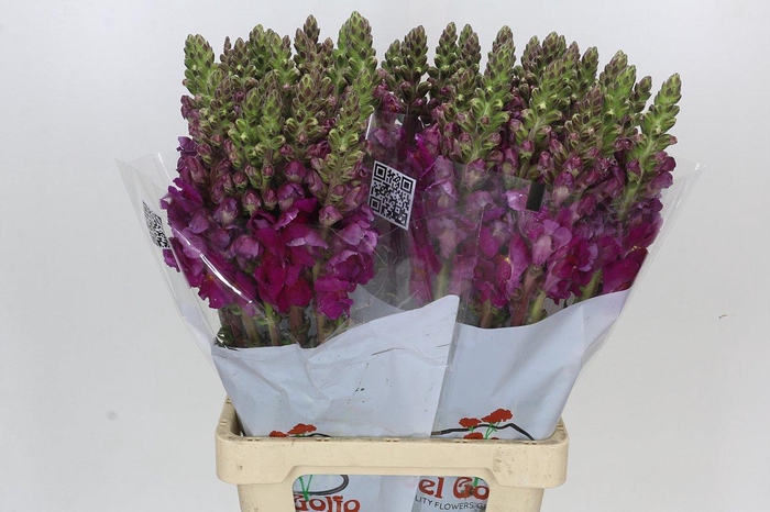 <h4>Antirrhinum Potomac Purple</h4>
