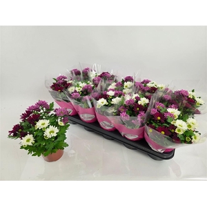Chrysanthemum Indicum Grp Stream gemengd in pot