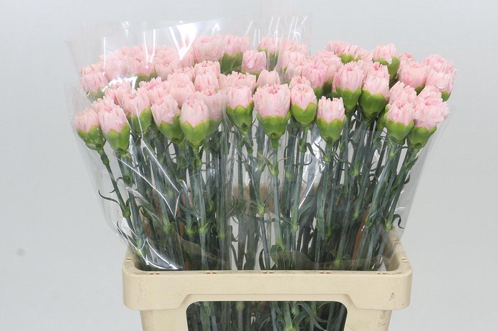 <h4>Dianthus St Maruchi</h4>