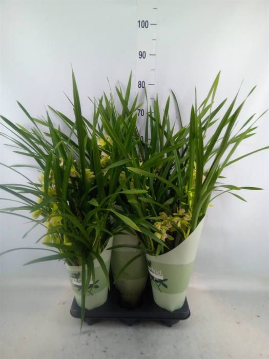 <h4>Cymbidium   ...</h4>