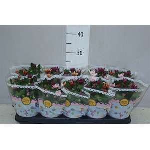 Chrysanth Carnaval Aubisque