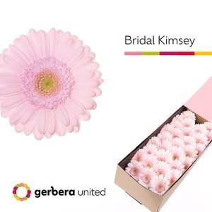 Germini Bridal Kimsey Doos