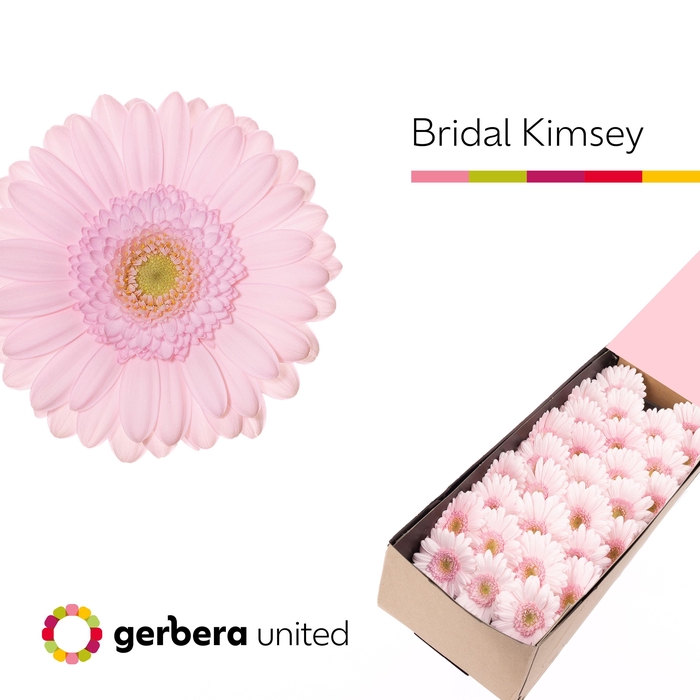 <h4>Germini Bridal Kimsey Doos</h4>