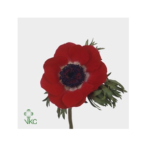 Anemone Galil Rood
