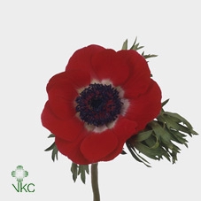 <h4>Anemone Fr.. Sirocco Red</h4>