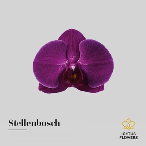 Phalaenopsis Stellenbosch