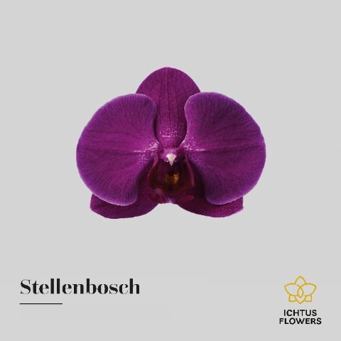 <h4>Phalaenopsis Stellenbosch</h4>
