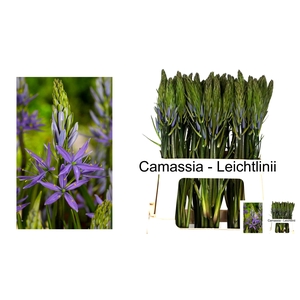 CAMASS LEI CAERULEA