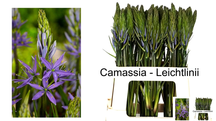 <h4>CAMASS LEI CAERULEA</h4>