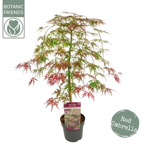 Acer palm. 'Cascade Crimson'