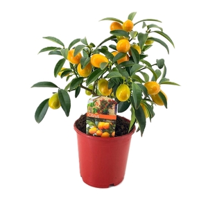 Citrus Kumquat