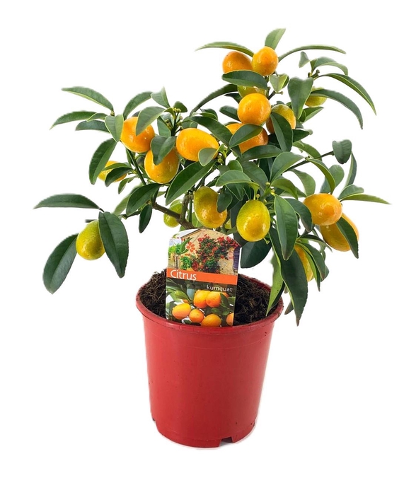 <h4>Citrus Kumquat</h4>
