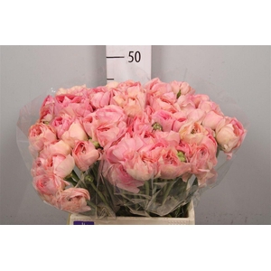 Ran Pon-pon Casper Ex