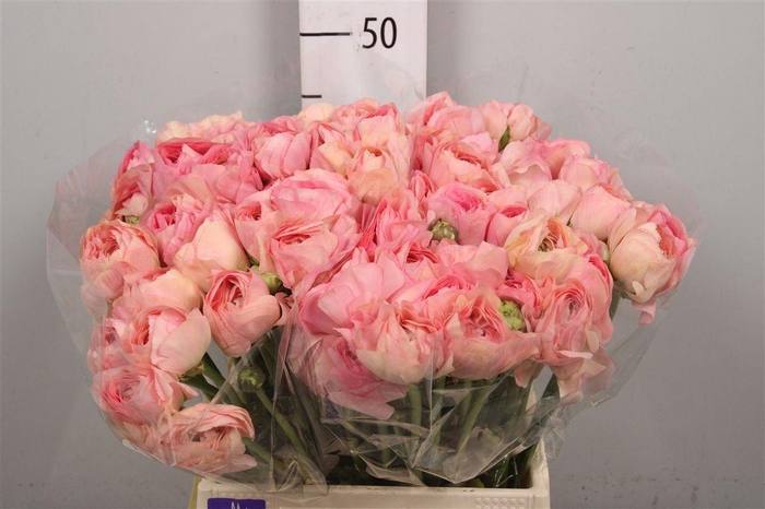 <h4>Ran Pon-pon Casper Ex</h4>