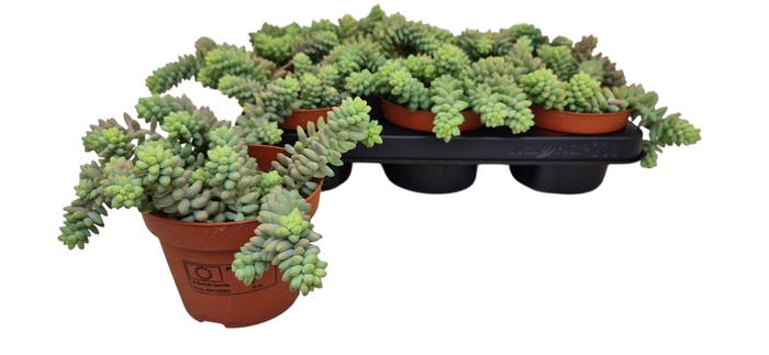 <h4>SEDUM BURRITO</h4>