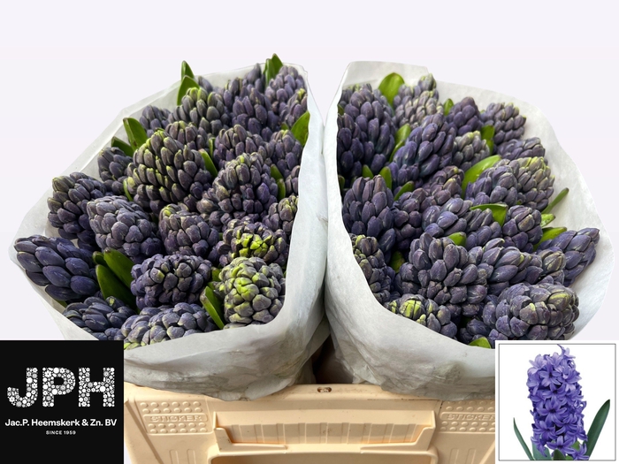 <h4>HYAC DELFT BLUE</h4>