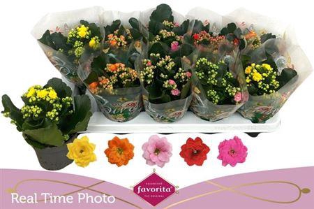 arr8 Kal Ge Perf Gem 5 Kl