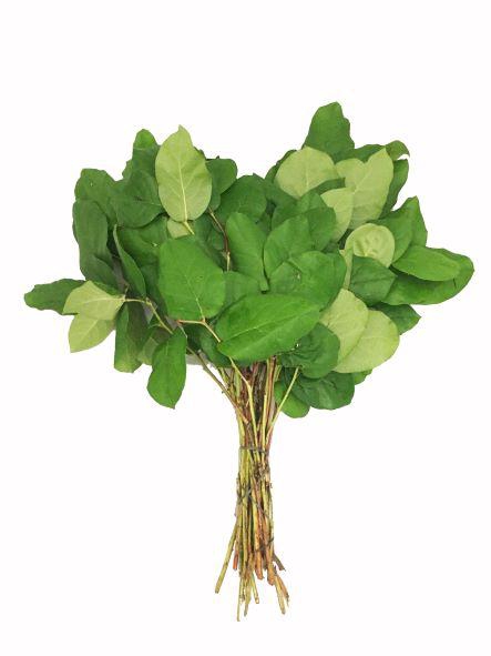 <h4>Salal Tips KNL</h4>